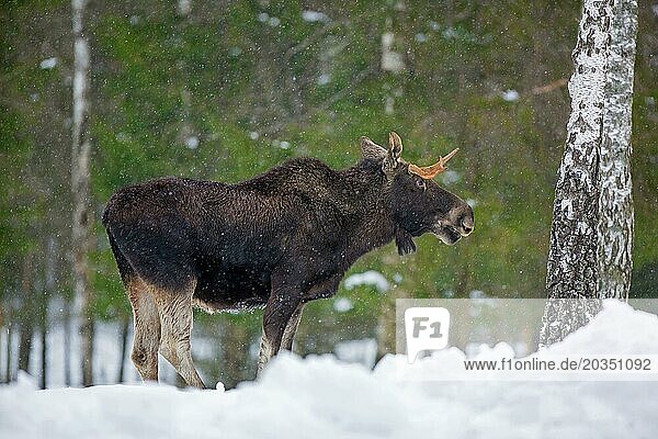 Moose  elk (Alces alces) young bull with small antlers foraging in coniferous forest in the snow in winter  Sweden  Europe
