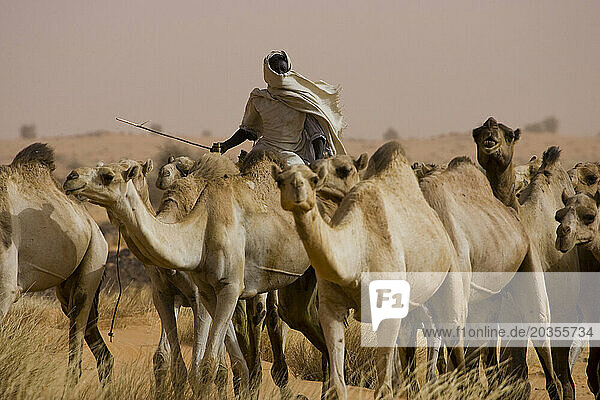 A camel caravan travels through the Sahara Desert  Sudan.150 000 camels travel from Sudan to Egypt yearly to be sold.