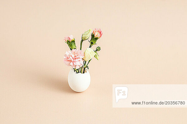 Still life carnation flower growing from egg. Planting concept