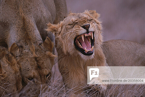 Maneless lions in Kenya.