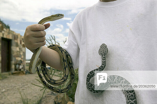 A boy holds a snake while wearing a shirt with a snake print on it.