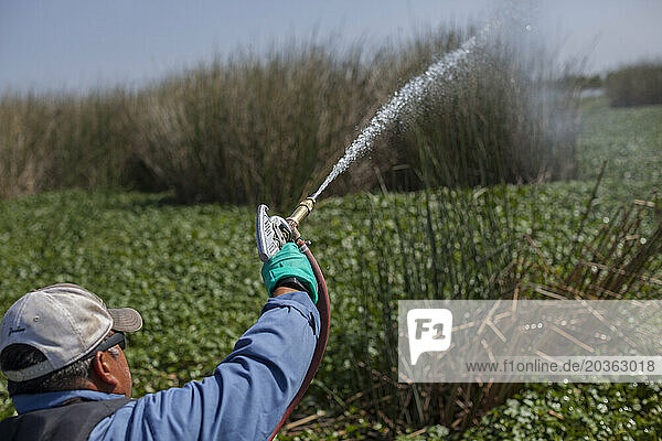 Man spraying water hyacinth with chemicals  Stockton  California  USA