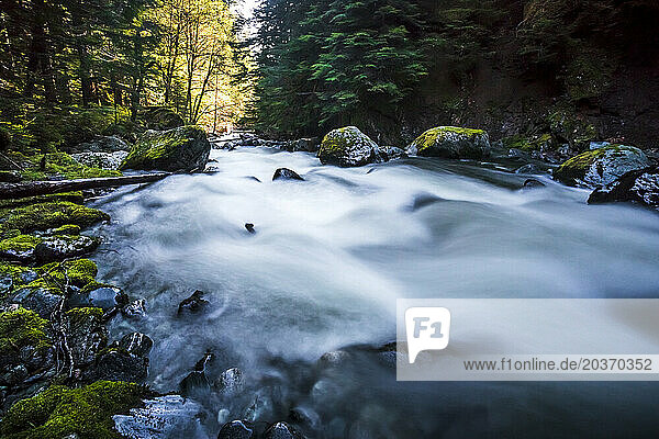 Long exposure of rushing Pemberton Creek in mossy forest  Pemberton  British Columbia  Canada