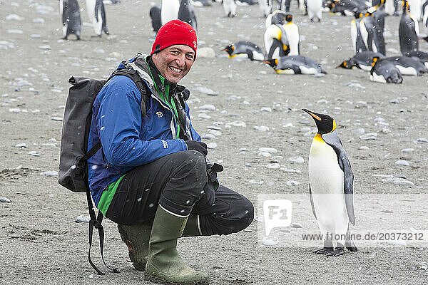 Passenger from expedition cruise with king penguin (Aptenodytes patagonicus)  Salisbury Plain  South Georgia Island