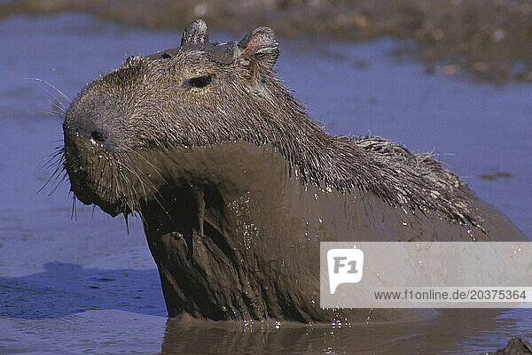 Capybara on the llanos  Venezuela  South America