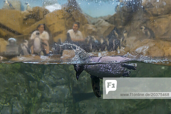 Penguin swimming in aquarium