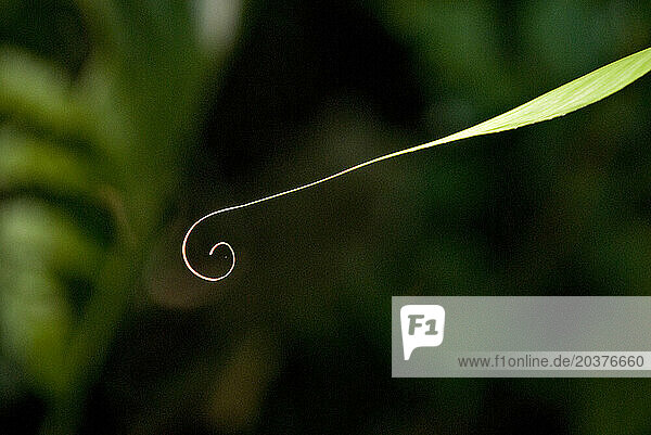 A leaf creates a unique spiral design in the amazon  showing design within the rainforest.