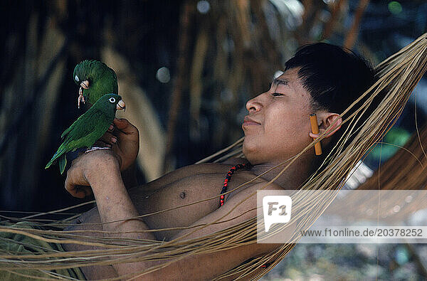 Yanomami Indian man lies in a hammock with a pair of parrrots on his wrist. In the Amazonian Forest in southern Venezuela.