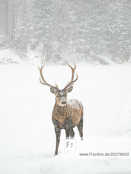 Male red deer with large antlers standing in snowy field in winter.