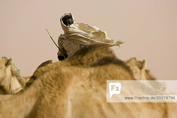 A camel caravan travels through the Sahara Desert  Sudan.150 000 camels travel from Sudan to Egypt yearly to be sold.