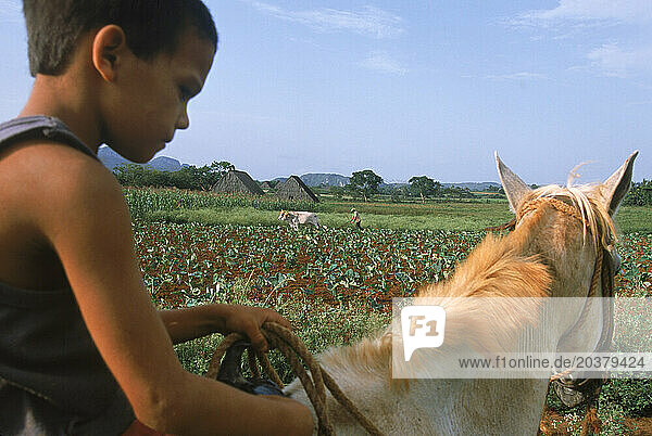 A young boy rides a horse in Vinales  Cuba.