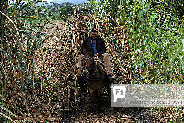 A farmer harvests sugar cane in Barbalah  Brazil.