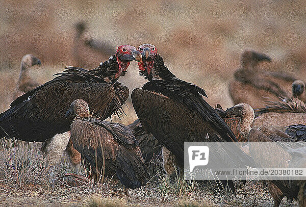 Vultures eating  Kenya