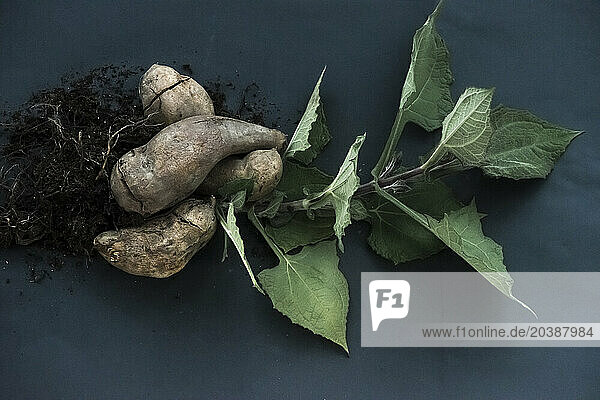 Studio shot of freshly harvested yacon