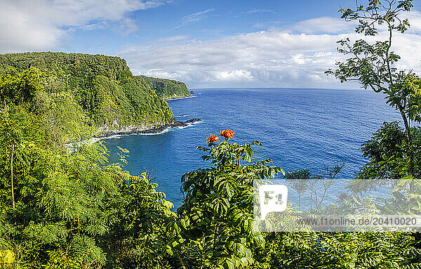 An African tulip tree, Spathodea campanulata, blooms in the foreground of this scene on the road to Hana, Maui, Hawaii, USA. The road to Hana is 52 miles long, and can take from two hours to two-and-a-half hours depending on how often you stop.