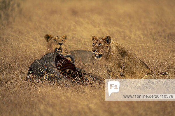 Lioness sits by male lion near carcase
