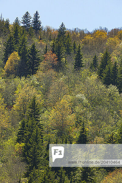 Spring Scenic with Tree Buds on the Blue Ridge Parkway in North Carolina