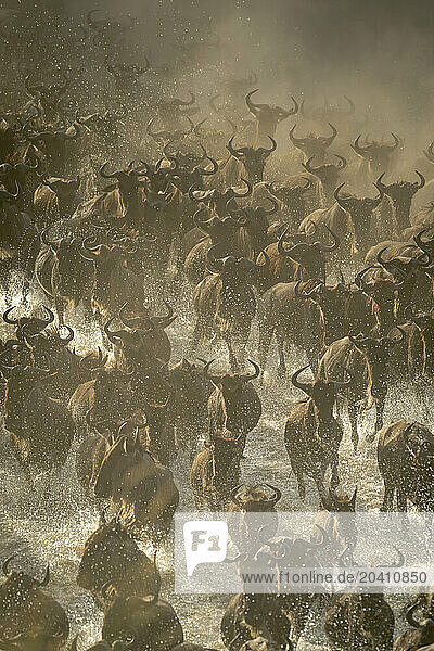 Blue wildebeest herd crossing stream in dust