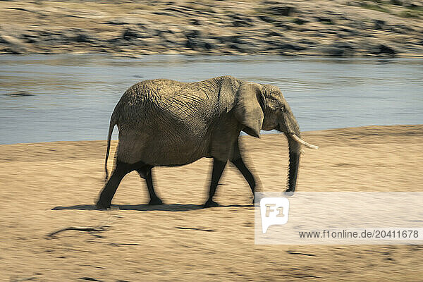 Slow pan of African elephant crossing beach