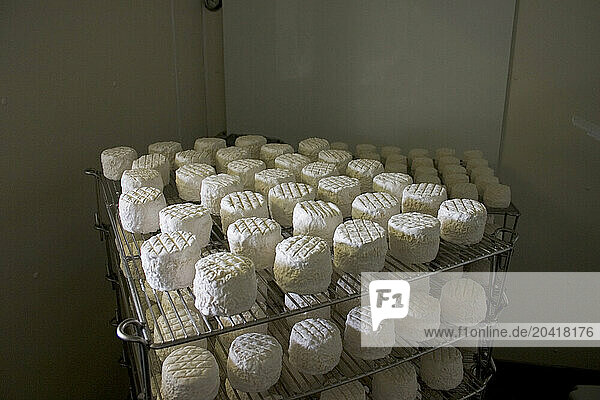 Goat cheeses age in a cooler