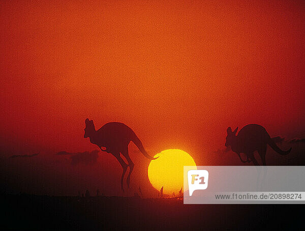Australia. Wildlife. Marsupials. Red Kangaroos in sunset. (Osphranter rufus).