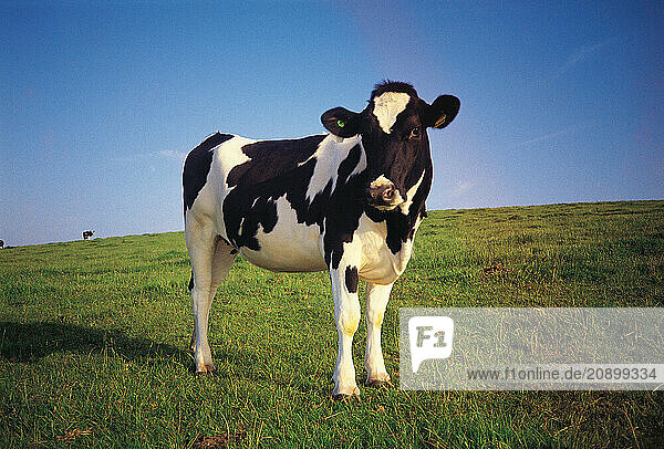 Farm animals. Dairy cattle. Holstein Friesian calf. Somerset. England.