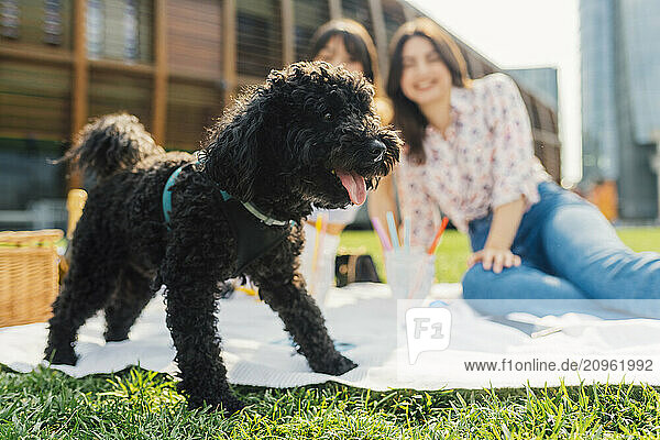 Black dog with friends sitting together in background