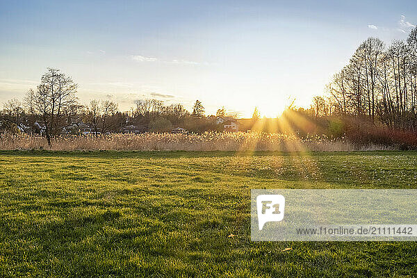 Green meadow at sunset during winter