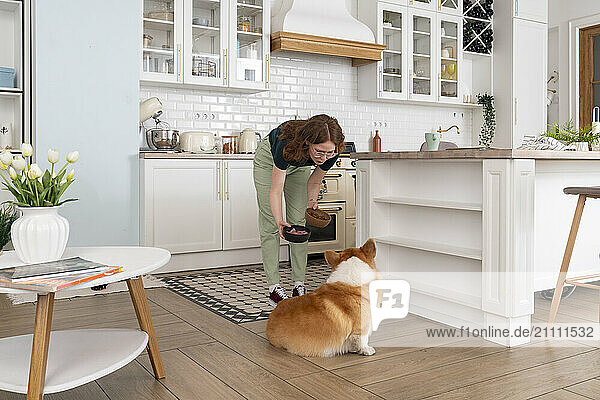 Woman giving food to Welsh Corgi dog in kitchen