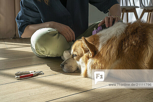 Woman cutting pet dog's hair with razor at home