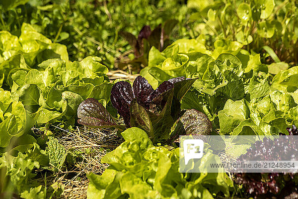 Lettuce heads growing in an organic DIY garden in Würzburg.