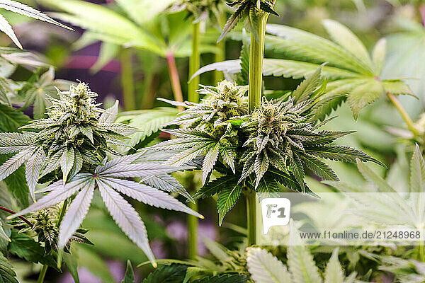 Close-up of a cannabis plant in legal cultivation in Germany.