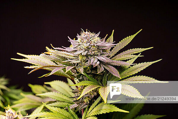Cannabis plant in legal cultivation in Germany with visible flower and leaves.