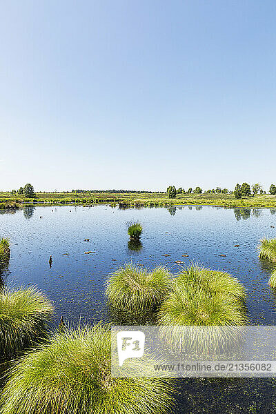 Pond with plants under sky in High Fens national park  Wallonia  Belgium
