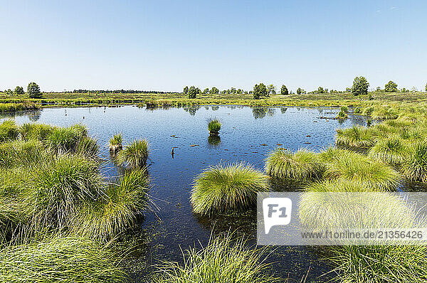 Pond with plants in High Fens national park  Wallonia  Belgium