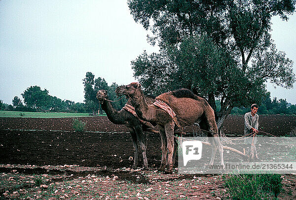 Morocco. Agriculture. Camel-drawn plough.