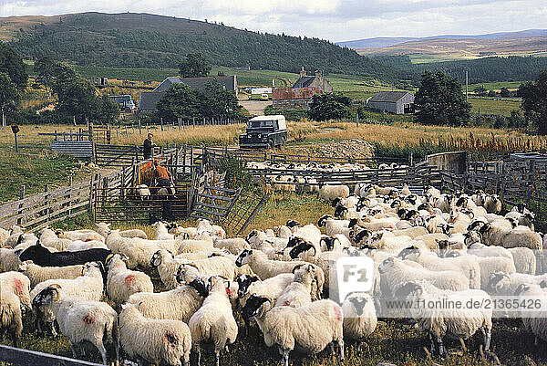 Scotland. Perth & Kinross. Farm near Alyth. Scottish Blackface Sheep in pen. (Historic 1970s photo).