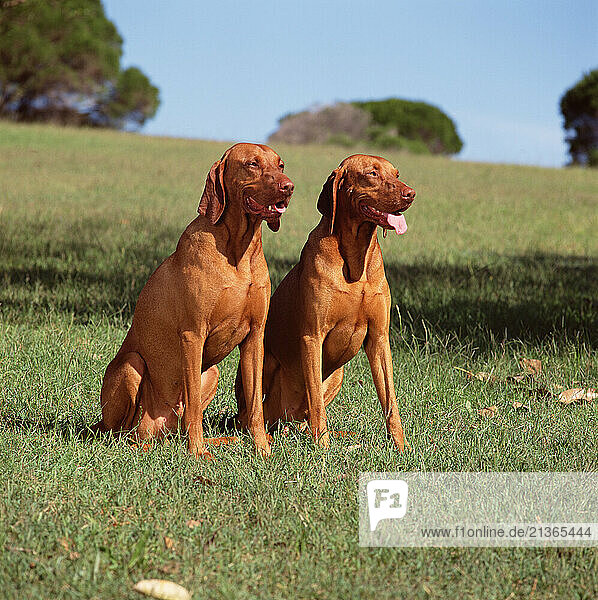 Two pet Hungarian Vizla dogs outdoors.
