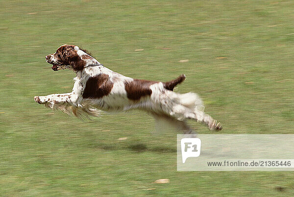 Pet Dog. Springer Spaniel running outdoors.