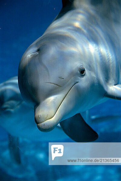 Wildlife. Aquatic mammal. Bottlenose Dolphin. Mundomar Theme Park. Benidorm. Spain