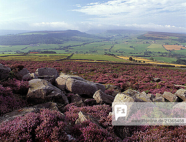 United Kingdom. England. North Yorkshire. Moors National Park. Pink heather on hillside.