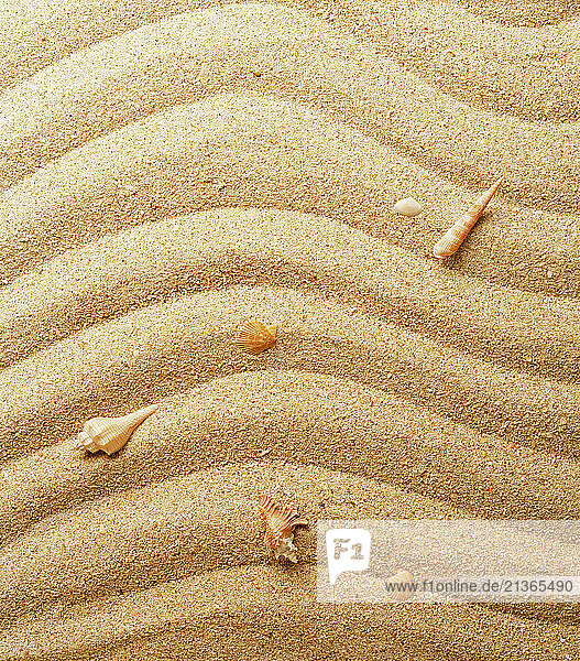 Photographic artwork. Still life of rippled sand with seashells.