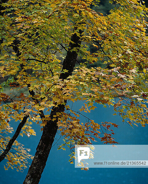 China. Sichuan. Tree leaves over water in Autumn.