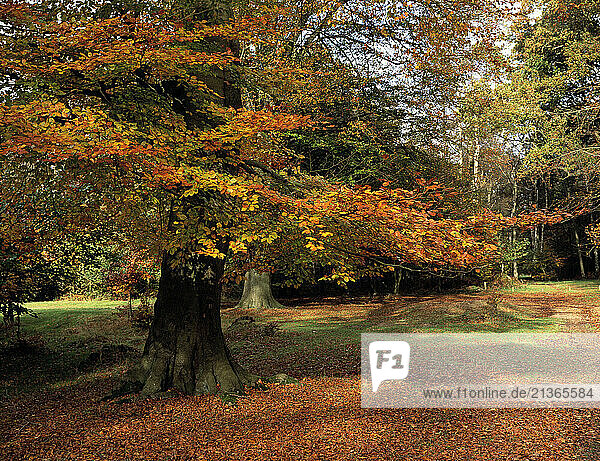 United Kingdom. England. Hertfordshire. Ashridge country estate. Autumn woods.