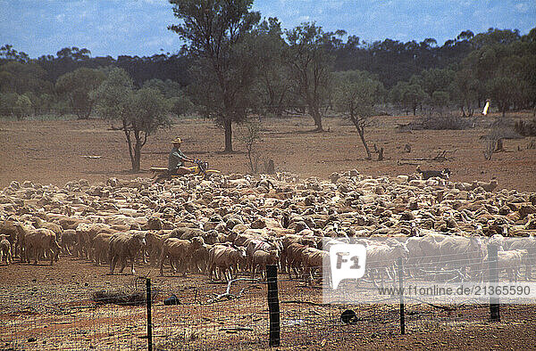 Australia. New South Wales. Farming. Sheep roundup.