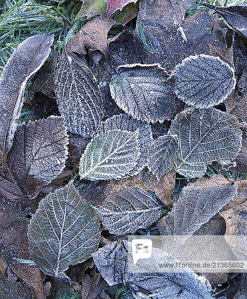 Winter close up. Frost on Beech leaves