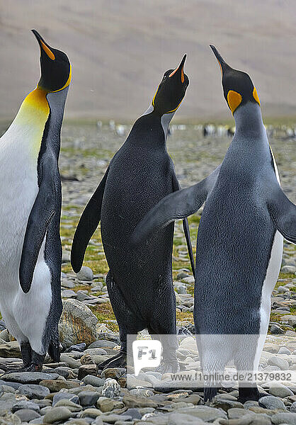 Three King Penguins on the rocks in Fortuna Bay  with one very rare melanistic King Penguin (Aptenodytes patagonicus). Despite its very unusual colouring  the penguin interacted normally with the other birds on the beach; South Georgia Island  South Georgia and the South Sandwich Islands