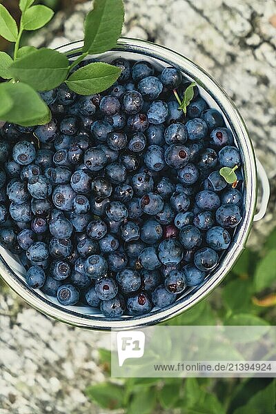 Nahaufnahme von Heidelbeeren in weißen Eimer im Wald mit grünen Blättern. Landleben Gartenarbeit umweltfreundliches Leben Geerntete Beeren  Prozeß des Sammelns  Ernten von Beeren in Glasgefäß im Wald. Busch der reifen wilden Brombeere Heidelbeere im Sommer