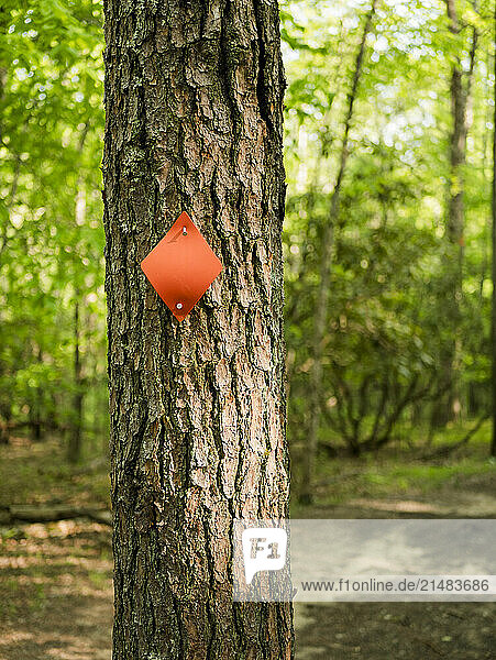 USA  Virginia  Blacksburg  Red hiking trail marker on tree trunk