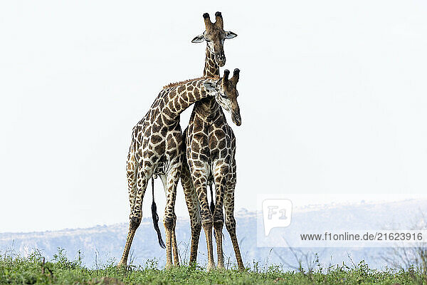 Giraffes (Giraffa camelopardalis) necking  Zimanga Game Reserve  South Africa  Africa
